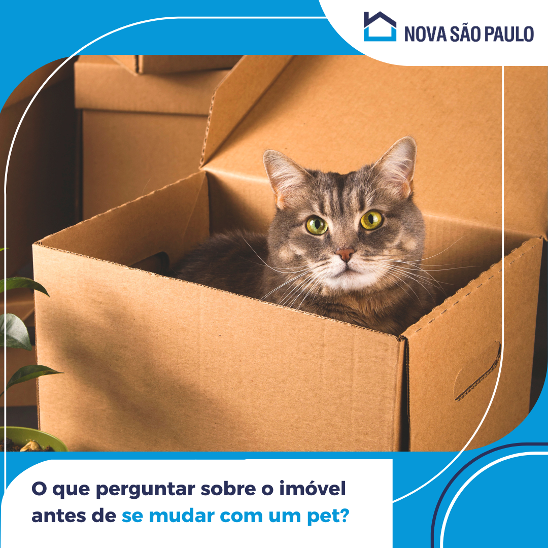 O que perguntar sobre o imóvel antes de se mudar com um pet?